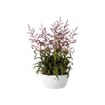 brussels coupe 23cm blanc